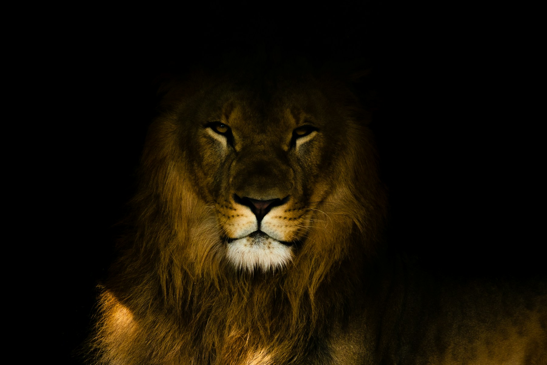 A majestic male lion with a golden mane looking directly ahead